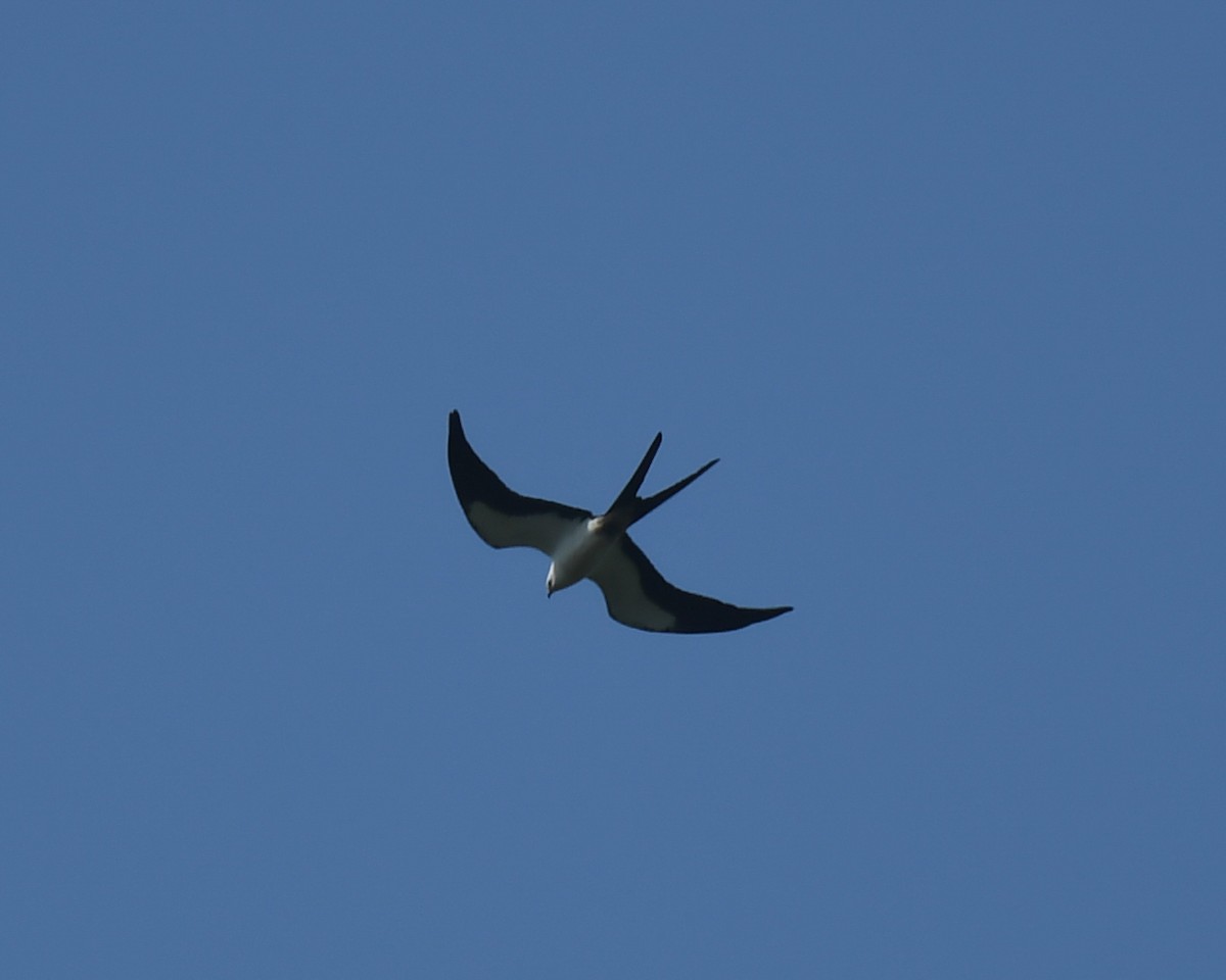Swallow-tailed Kite - ML583147141