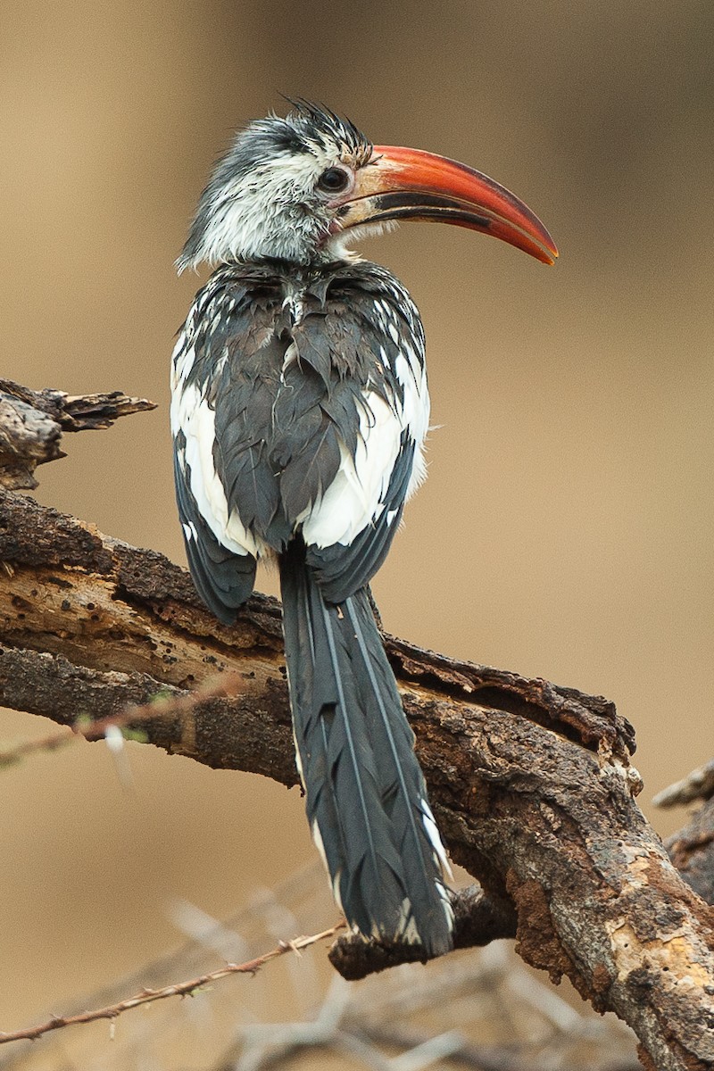 Northern Red-billed Hornbill - Francesco Veronesi