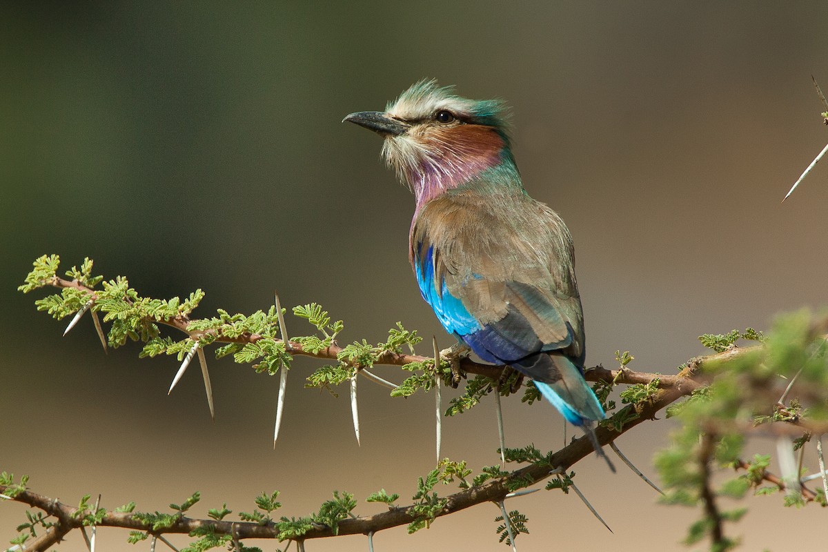 Lilac-breasted Roller - ML583150401