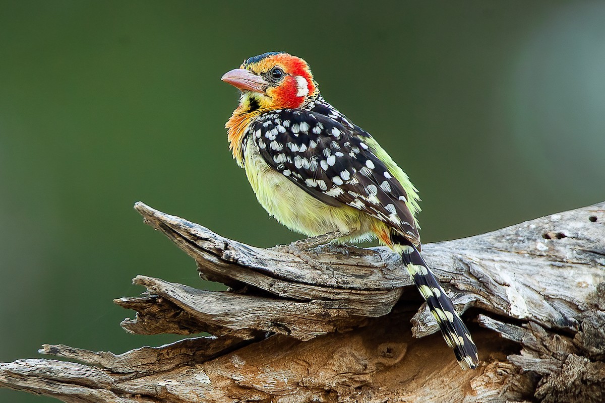 Red-and-yellow Barbet - ML583150441