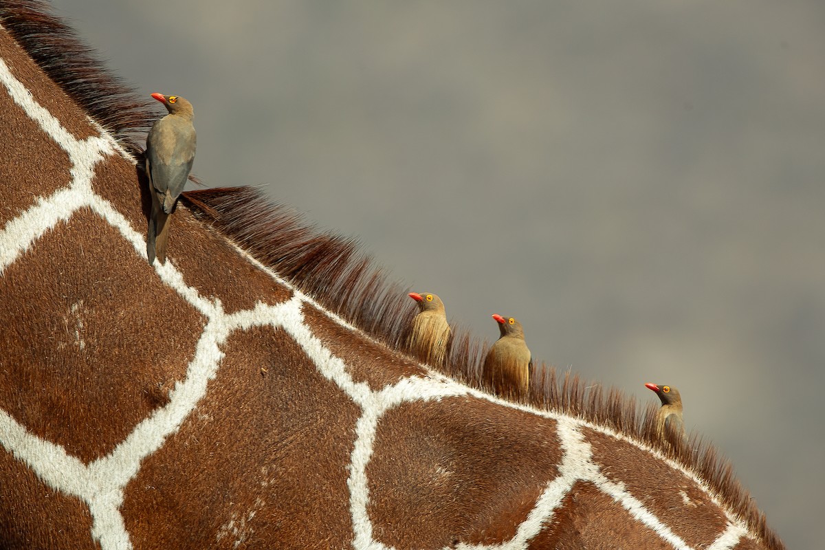 Red-billed Oxpecker - ML583151031