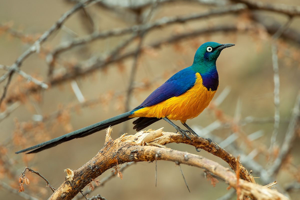 Golden-breasted Starling - ML583151051