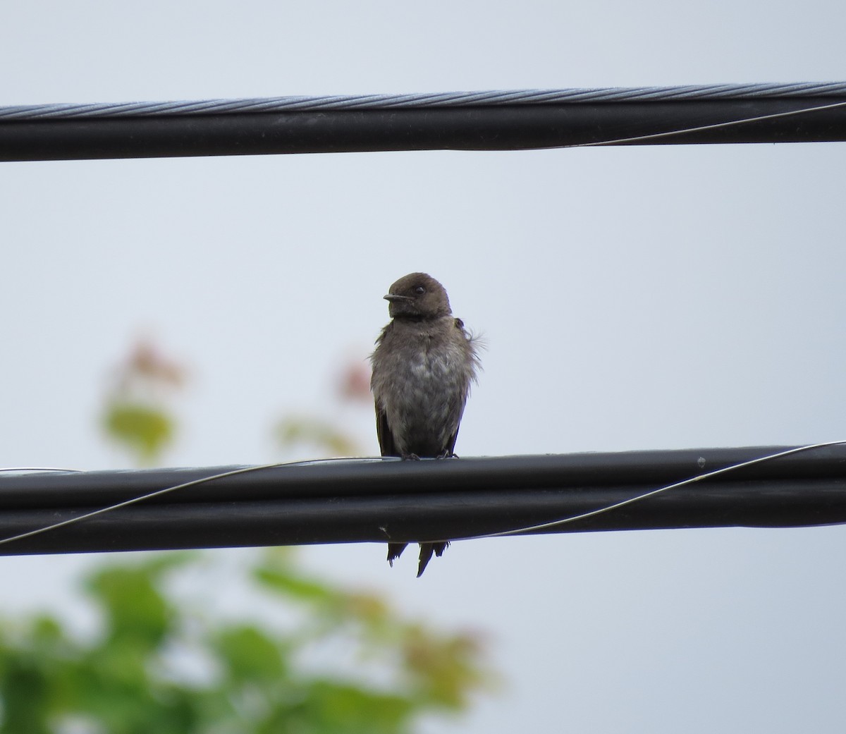 Northern Rough-winged Swallow - ML583151581