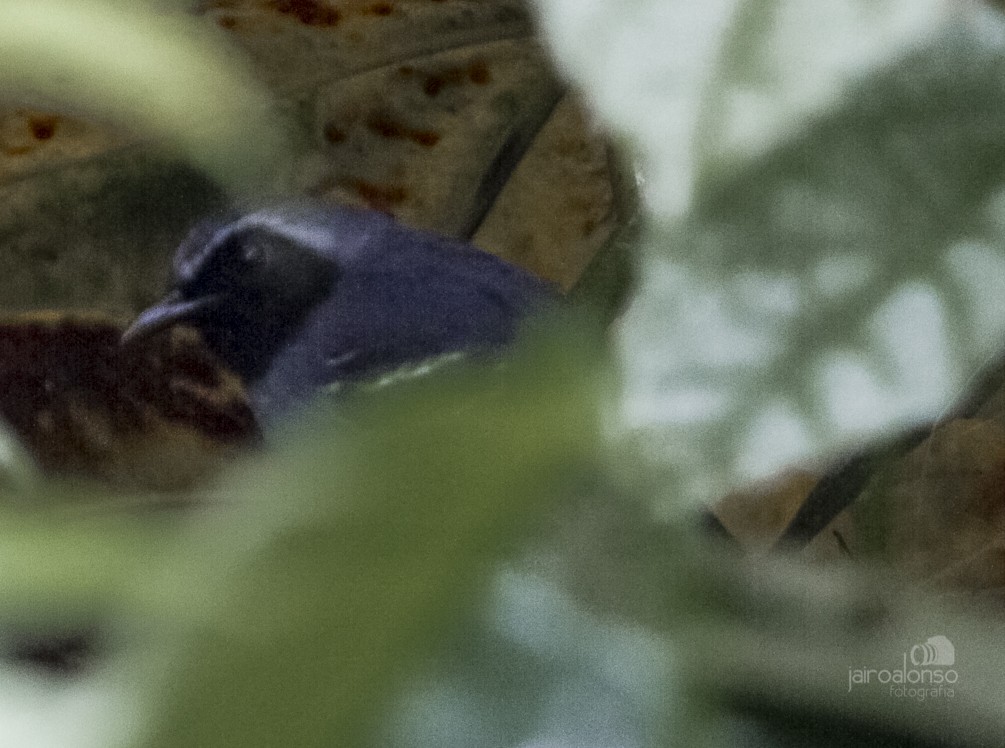 Black-faced Antbird - ML58315231