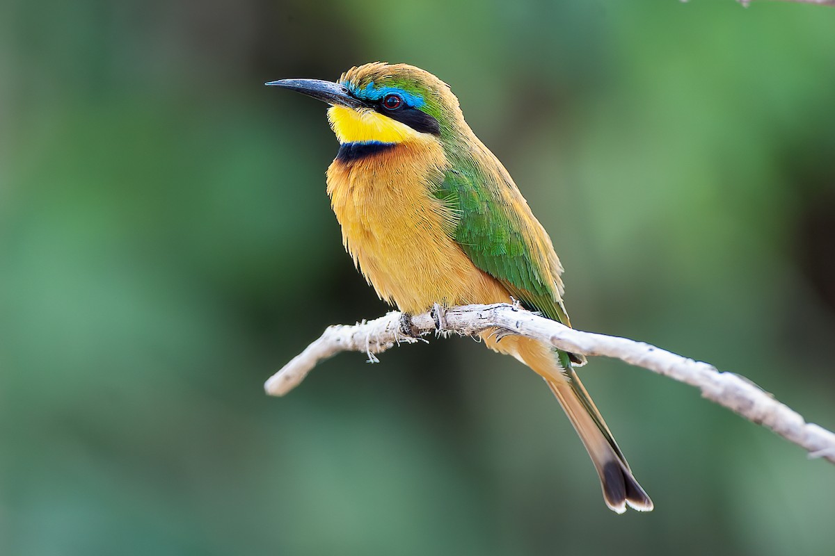 Little Bee-eater - Francesco Veronesi