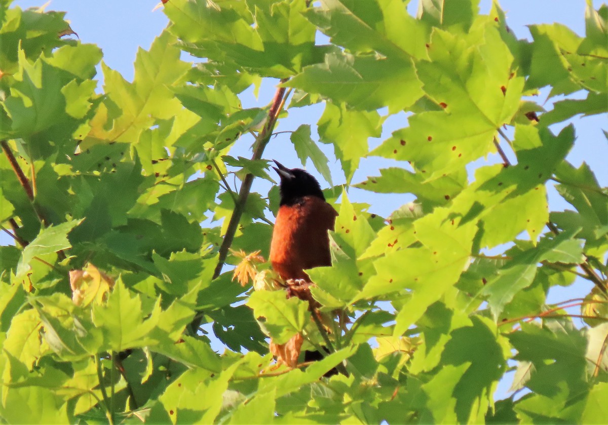 Orchard Oriole - Anne Mytych