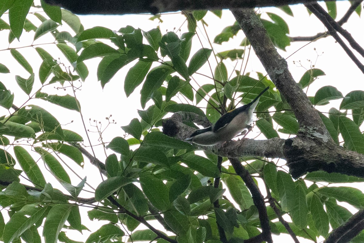 White-browed Shrike-Babbler (Dalat) - ML583153461