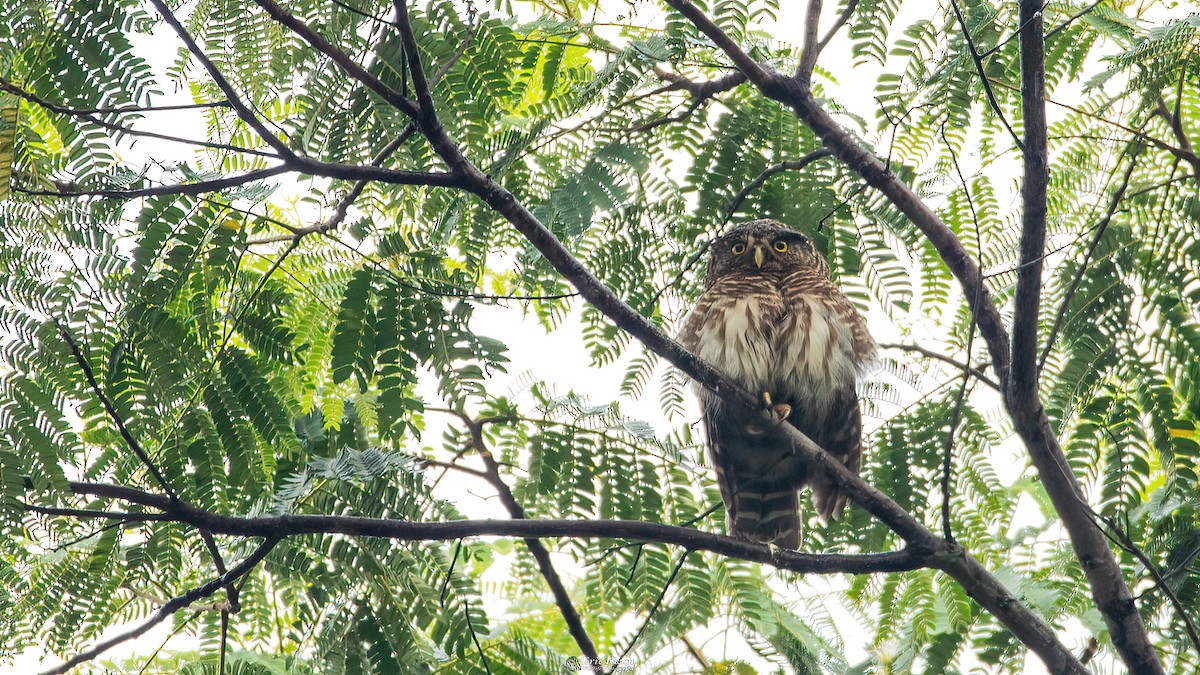 Asian Barred Owlet - ML583153961