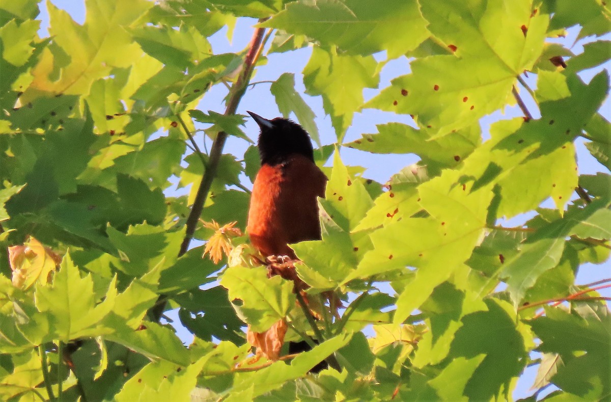 Orchard Oriole - ML583154151