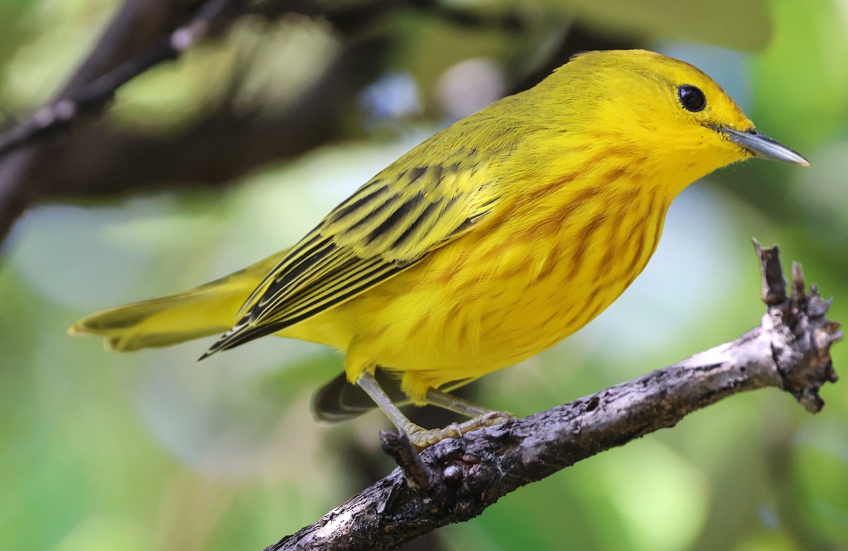 Yellow Warbler (Galapagos) - Pam Rasmussen