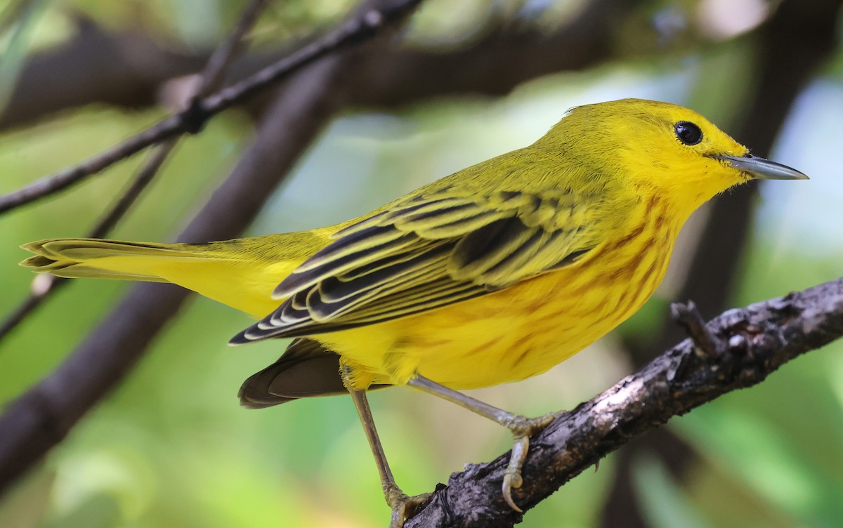 Yellow Warbler (Galapagos) - ML583160101