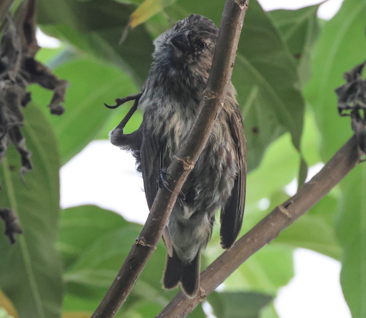 Medium Tree-Finch - ML583161361