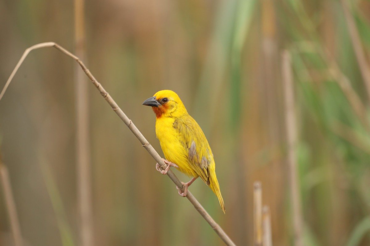 Southern Brown-throated Weaver - ML583162641
