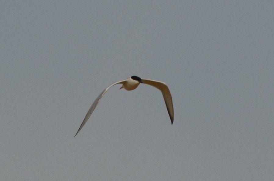 Gull-billed Tern - Andrés Martínez