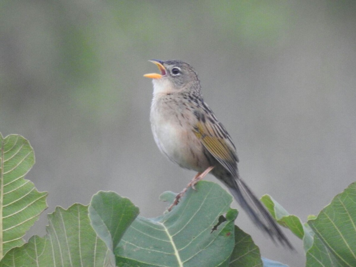 Wedge-tailed Grass-Finch - Juan Ríos