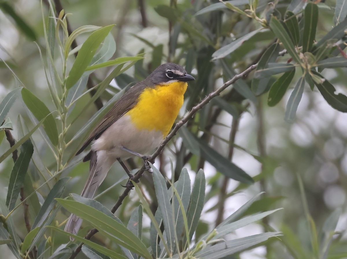 Yellow-breasted Chat - ML583168671