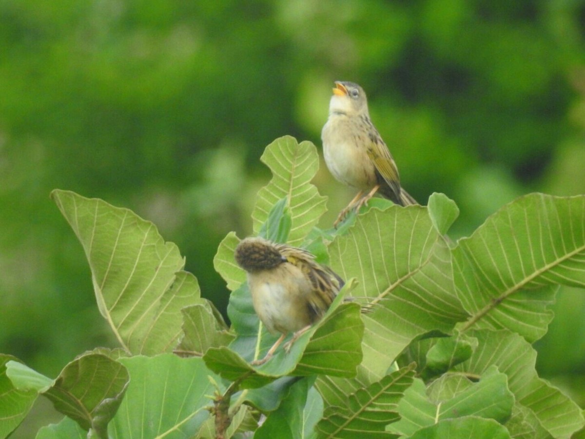 Wedge-tailed Grass-Finch - Juan Ríos