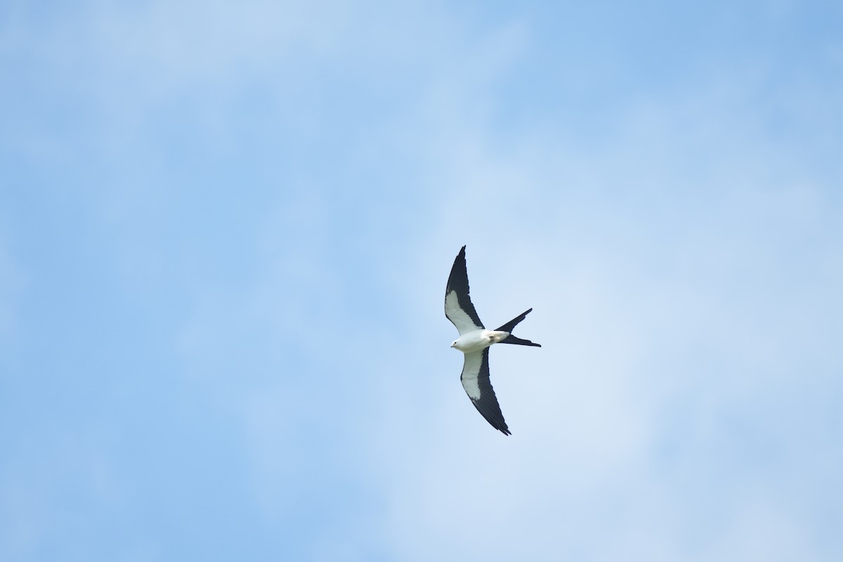Swallow-tailed Kite - ML583185761