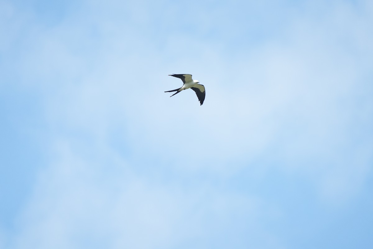 Swallow-tailed Kite - ML583185831