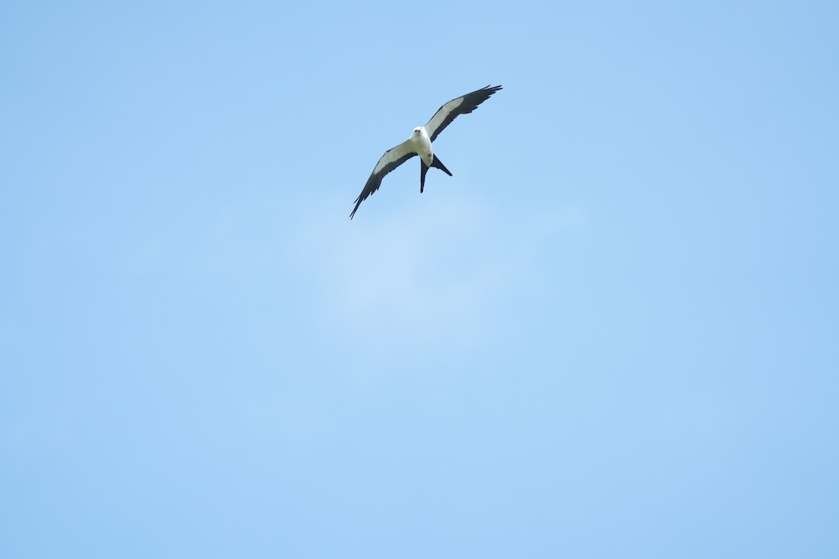 Swallow-tailed Kite - ML583185901