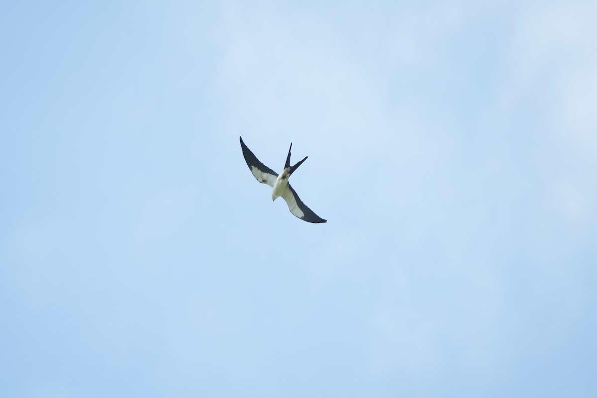 Swallow-tailed Kite - ML583186191