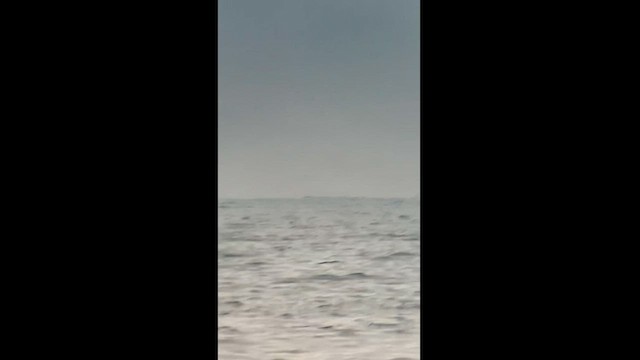 黃蹼洋海燕 - ML583188671