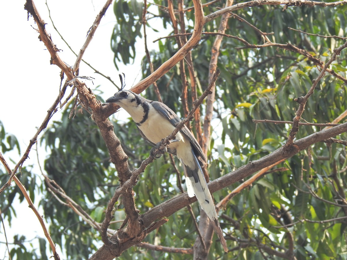 White-throated Magpie-Jay - ML583189471