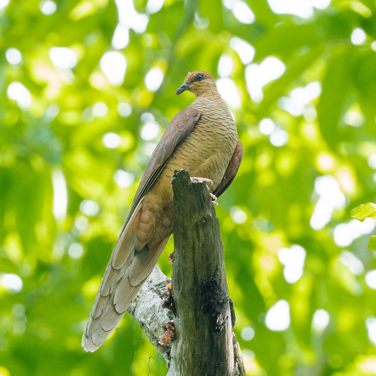 Timor Cuckoo-Dove - Wilbur Goh