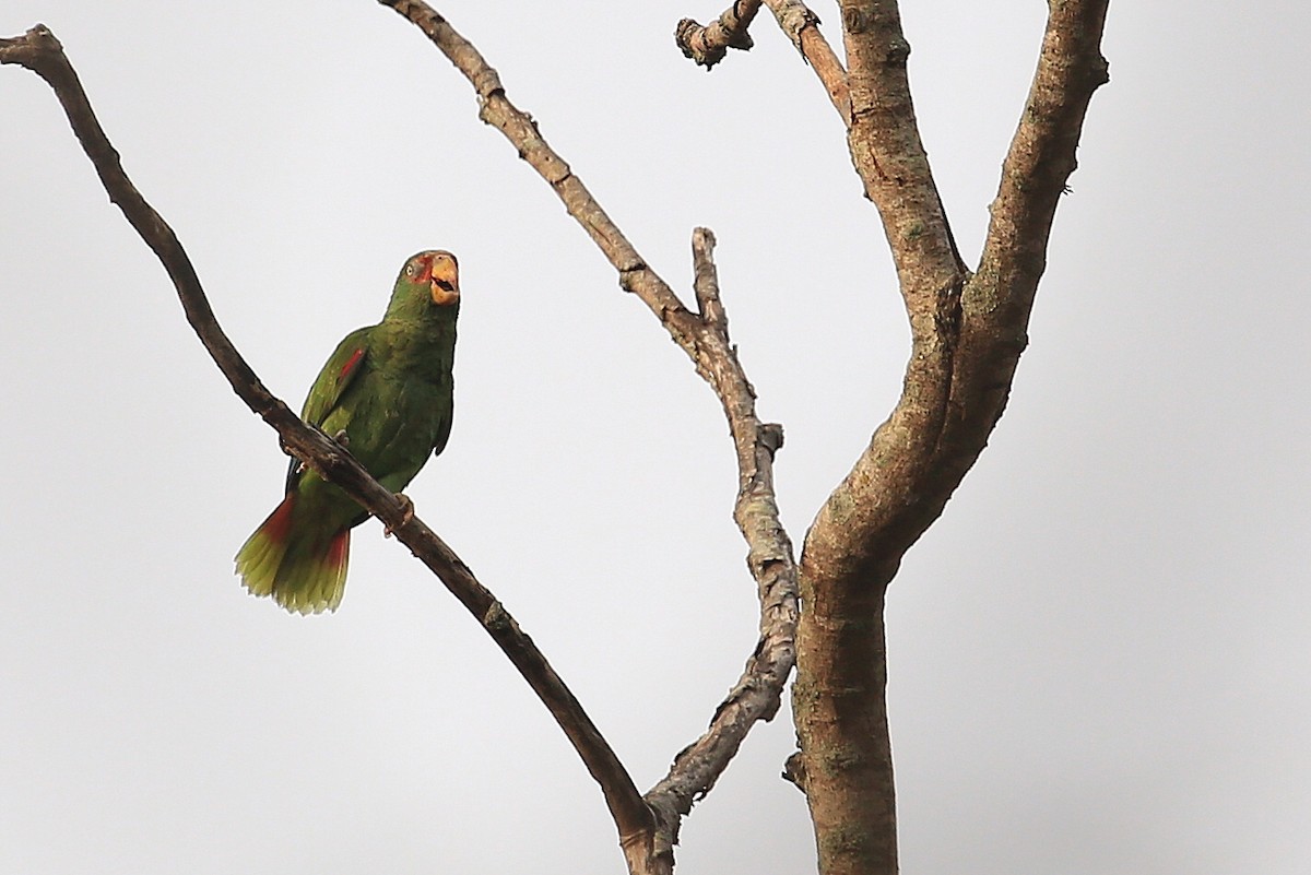 White-fronted Parrot - ML58318981
