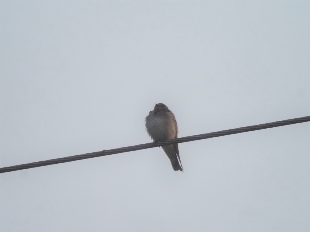 Northern Rough-winged Swallow - ML583190491