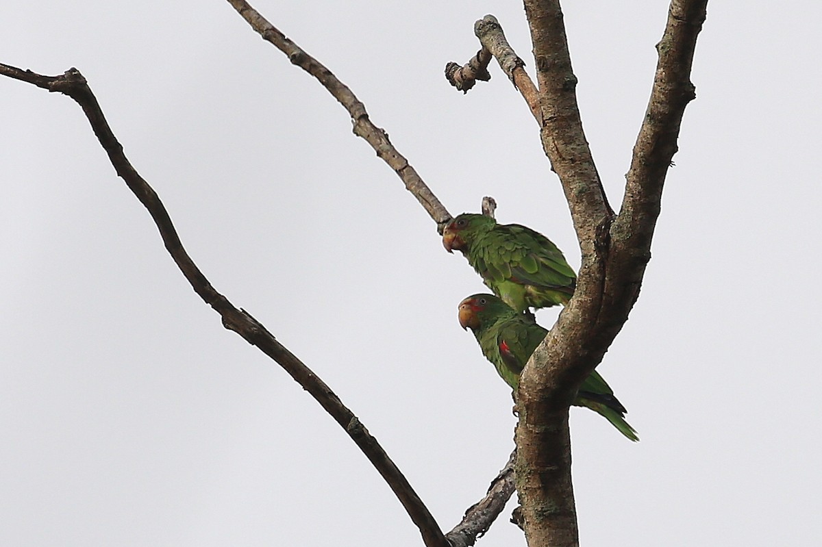 White-fronted Parrot - ML58319081