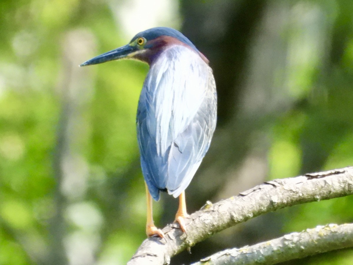 Ebird Checklist Jun Ramapo Powerlinez Species