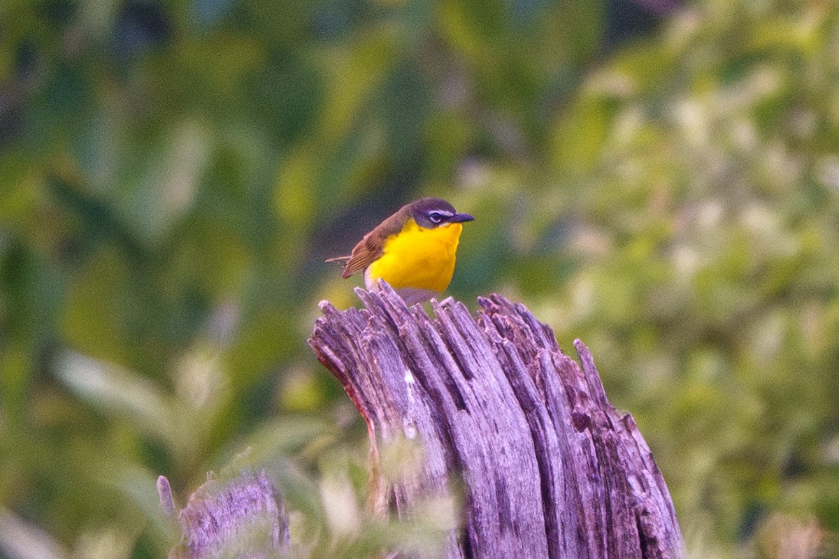 Yellow-breasted Chat - ML583196281