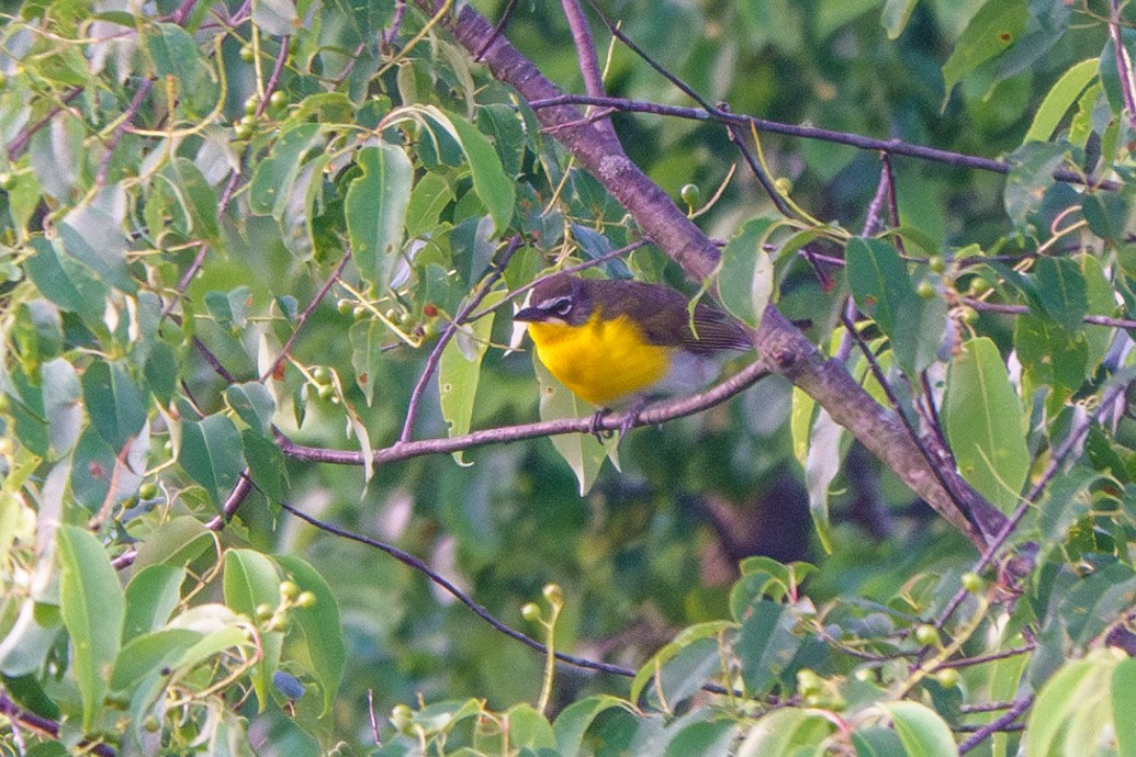 Yellow-breasted Chat - ML583196321