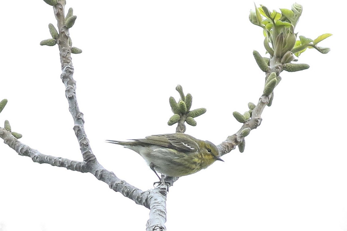 Cape May Warbler - ML58319821