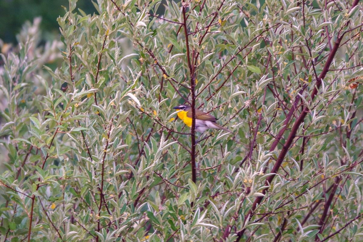Yellow-breasted Chat - ML583199861
