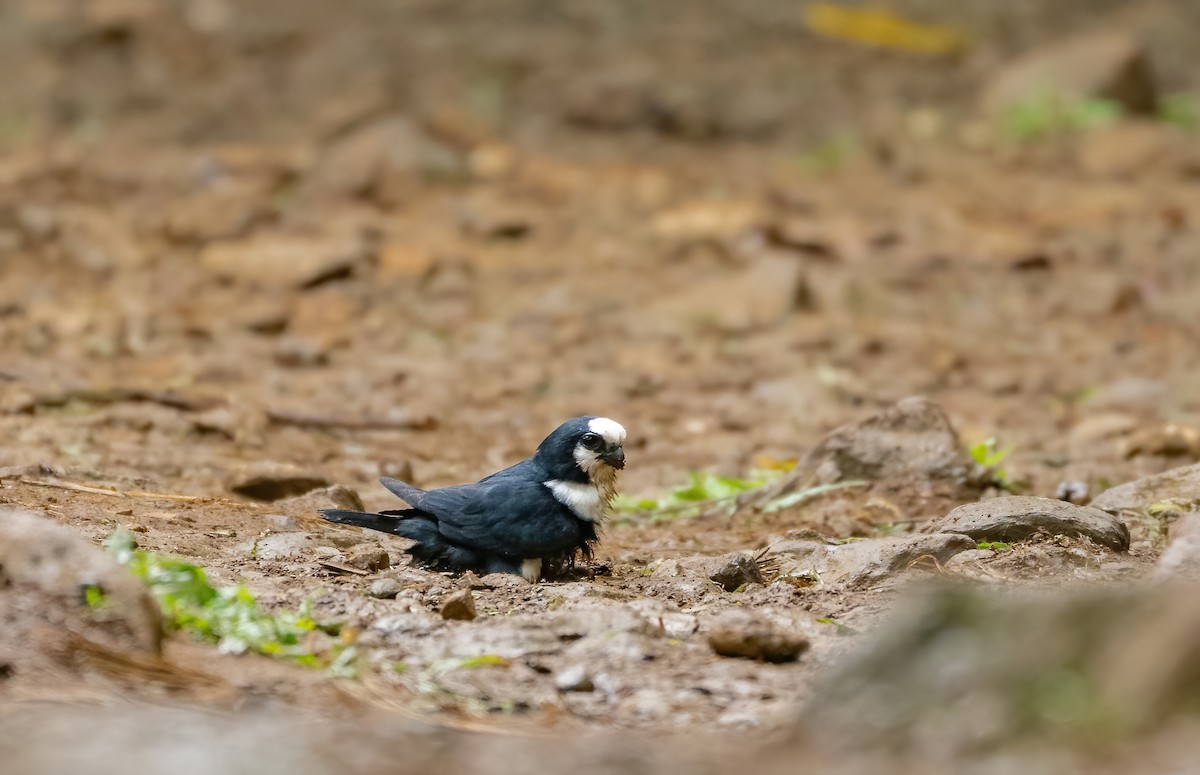 White-fronted Falconet - ML583201501