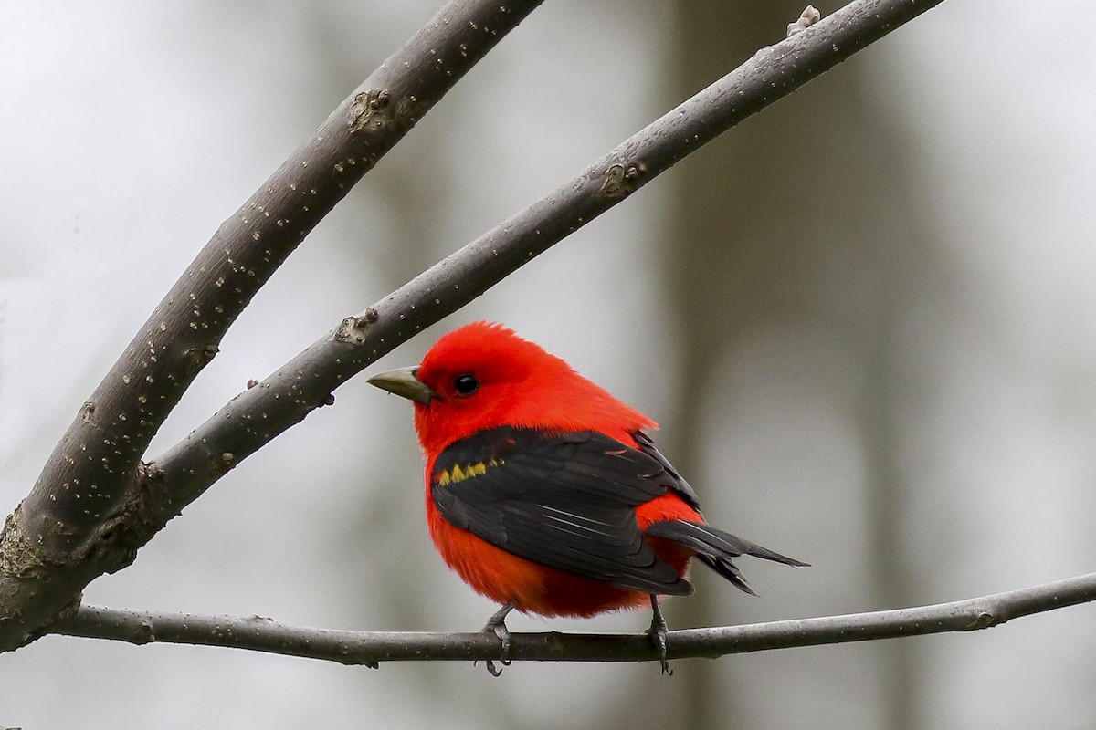 Scarlet Tanager - Charmaine Anderson