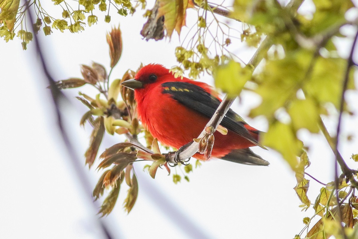 Scarlet Tanager - ML58320201