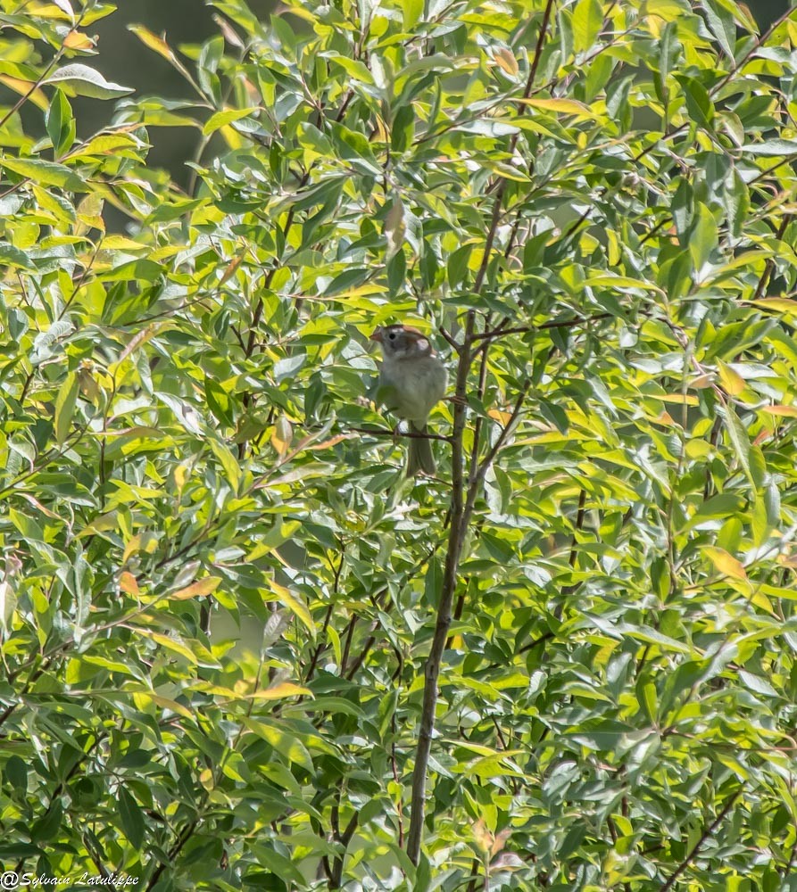 Field Sparrow - ML583208161
