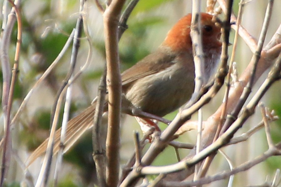 Brown-winged Parrotbill - ML583209581