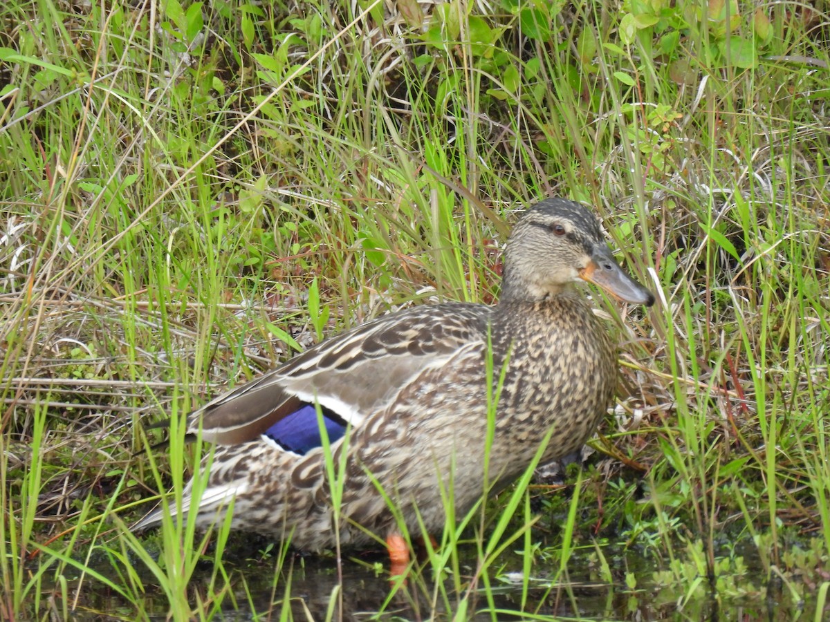eBird Checklist 10 Jun 2023 Mill Brook Bogs WMA, Freetown 47 species