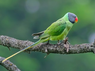  - Slaty-headed Parakeet