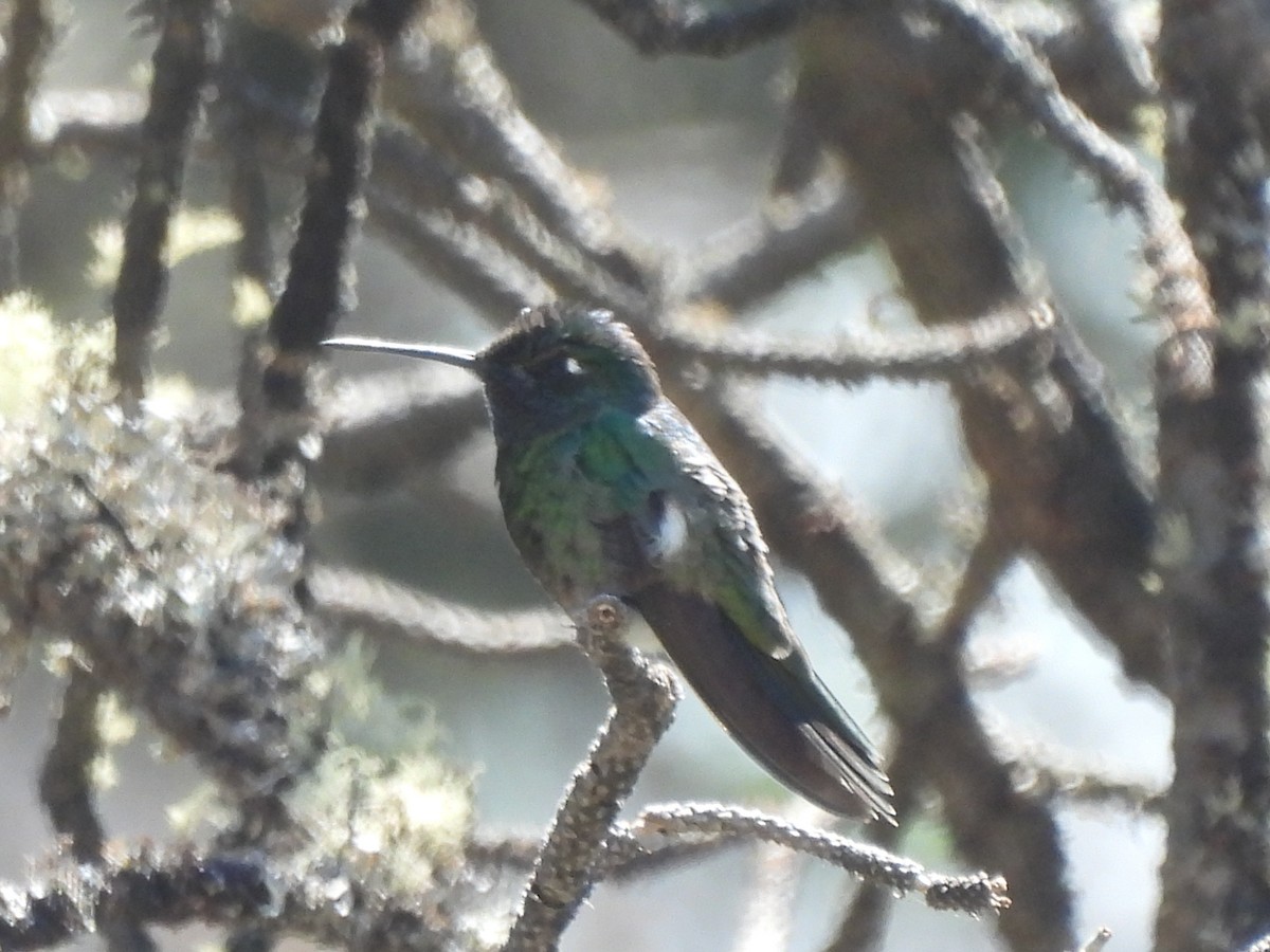 Berylline Hummingbird - ML583221221