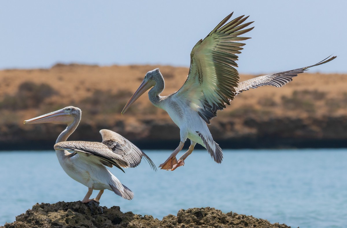 Pink-backed Pelican - ML583221271