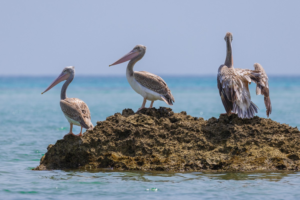 Pink-backed Pelican - ML583221281