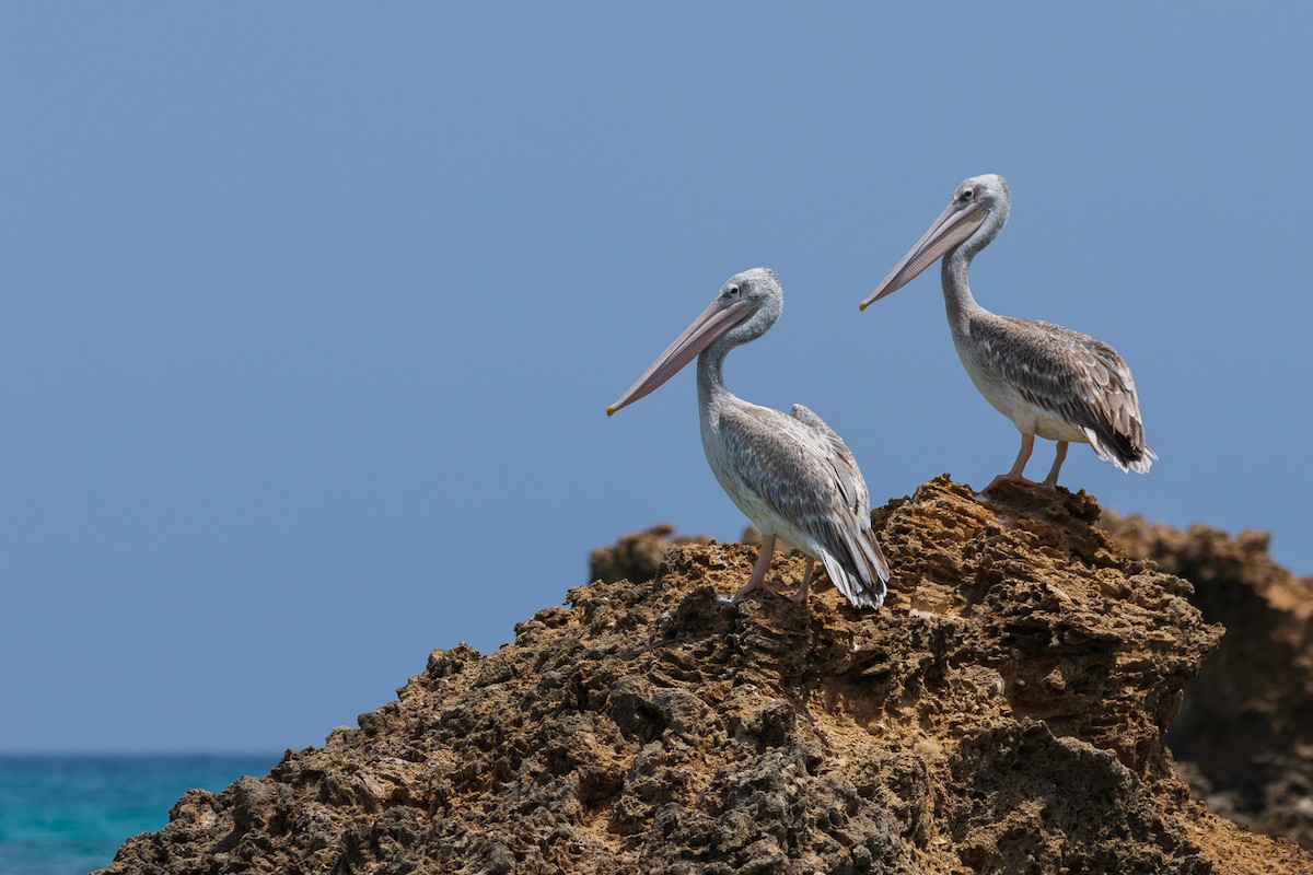 Pink-backed Pelican - ML583221291