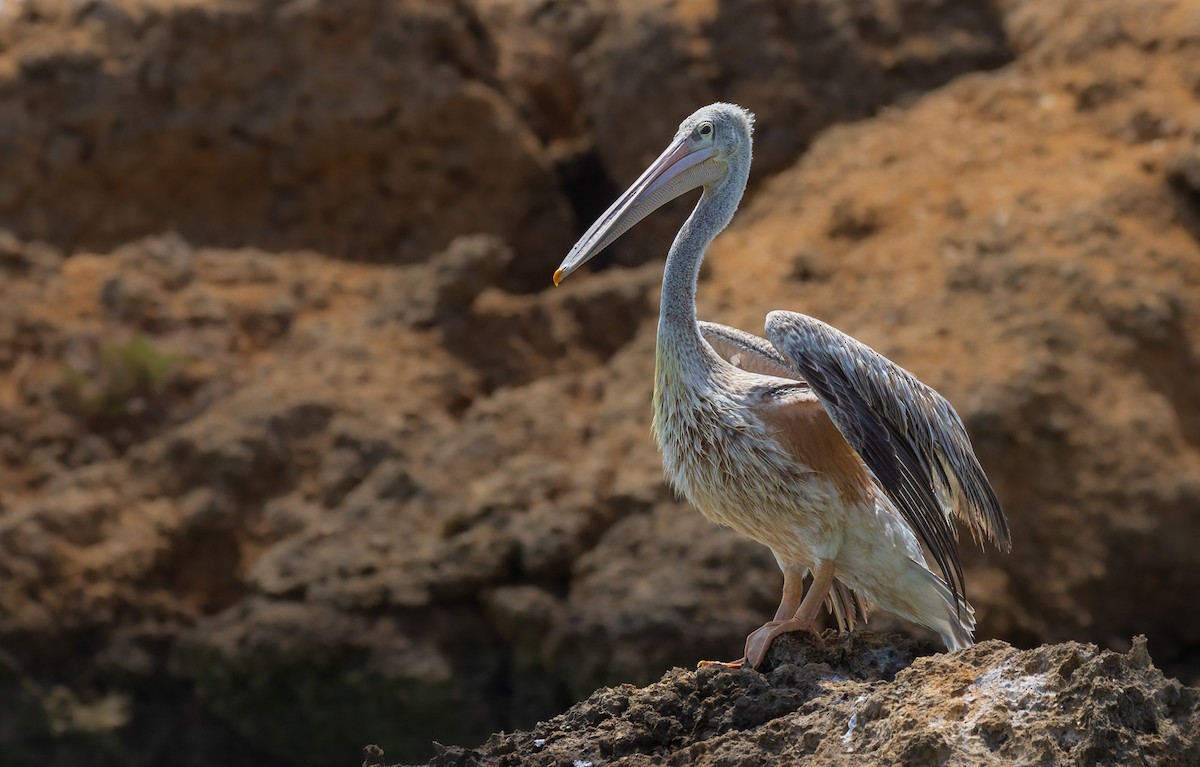 Pink-backed Pelican - ML583221301