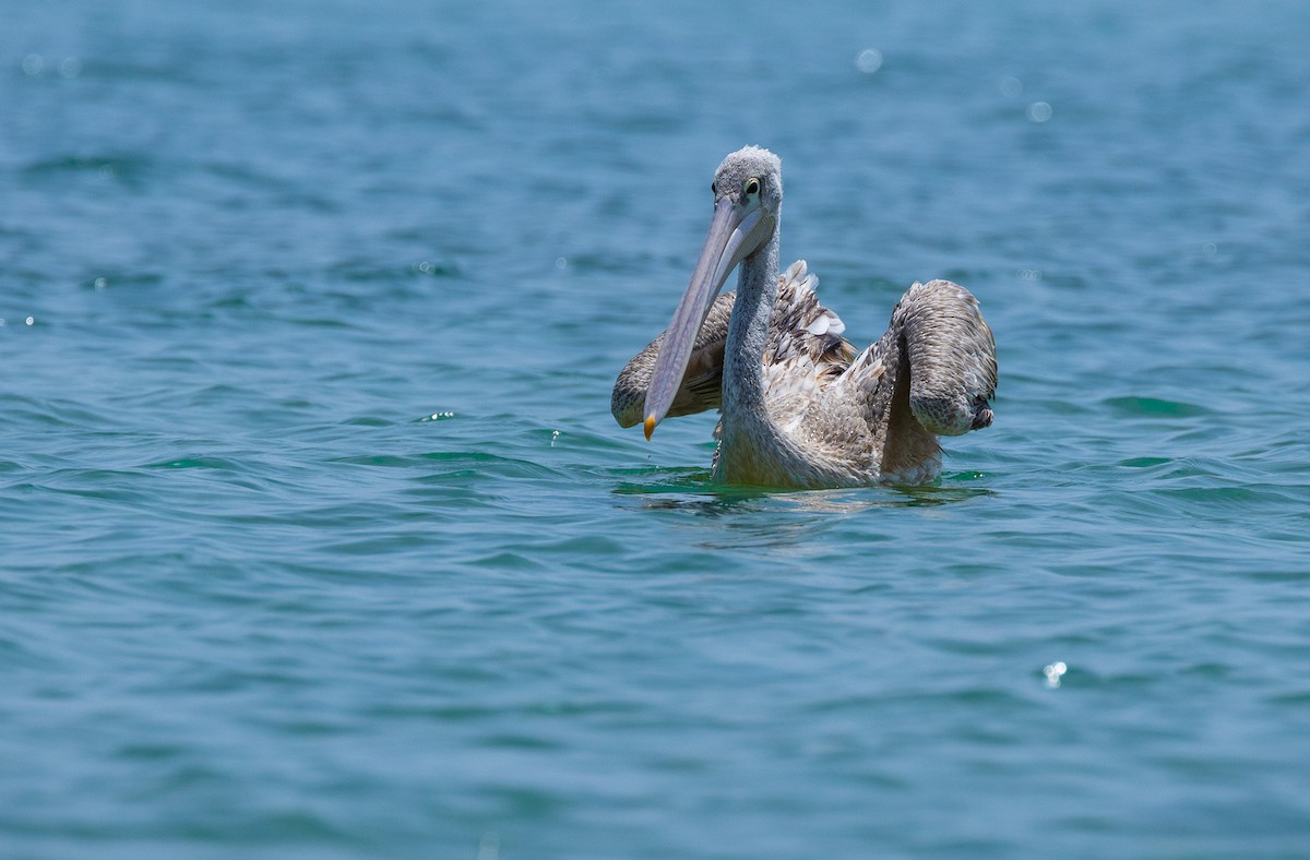 Pink-backed Pelican - ML583221311