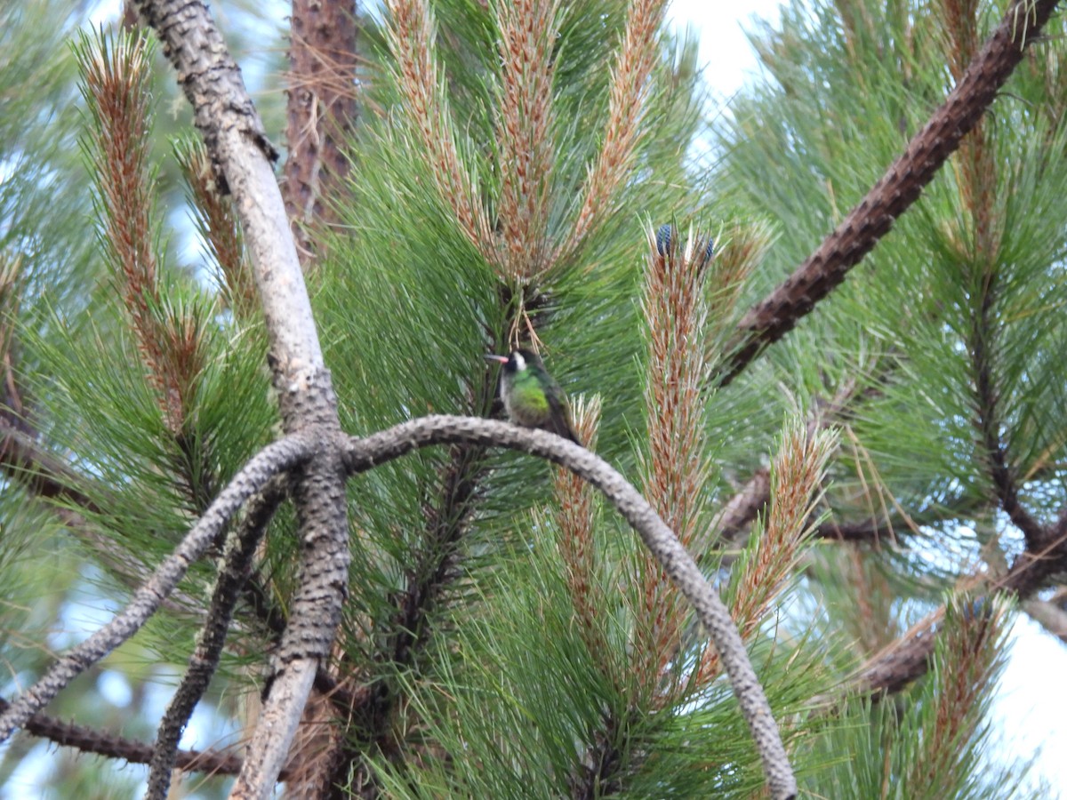 White-eared Hummingbird - ML583221581